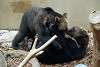 ueno_zoo_2666_mini.jpg
