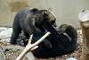 ueno_zoo_2668_mini.jpg