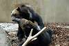 ueno_zoo_2671_mini.jpg