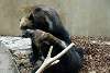 ueno_zoo_2673_mini.jpg