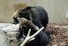 ueno_zoo_2674_mini.jpg