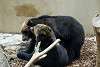 ueno_zoo_2675_mini.jpg