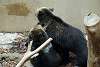 ueno_zoo_2676_mini.jpg