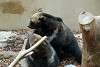 ueno_zoo_2677_mini.jpg