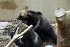ueno_zoo_2678_mini.jpg