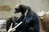ueno_zoo_2682_mini.jpg