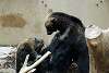 ueno_zoo_2683_mini.jpg