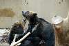ueno_zoo_2685_mini.jpg