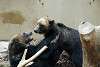 ueno_zoo_2686_mini.jpg