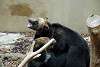 ueno_zoo_2689_mini.jpg