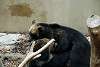 ueno_zoo_2690_mini.jpg