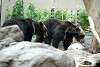 ueno_zoo_2696_mini.jpg
