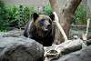 ueno_zoo_2703_mini.jpg