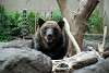 ueno_zoo_2704_mini.jpg
