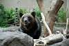 ueno_zoo_2705_mini.jpg