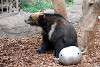 ueno_zoo_2707_mini.jpg