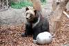 ueno_zoo_2710_mini.jpg