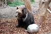 ueno_zoo_2711_mini.jpg