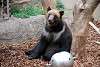 ueno_zoo_2712_mini.jpg
