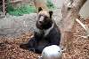 ueno_zoo_2713_mini.jpg
