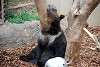 ueno_zoo_2714_mini.jpg