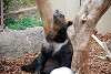 ueno_zoo_2715_mini.jpg