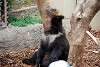 ueno_zoo_2716_mini.jpg