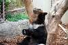 ueno_zoo_2720_mini.jpg