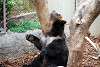 ueno_zoo_2721_mini.jpg