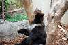 ueno_zoo_2722_mini.jpg