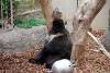 ueno_zoo_2725_mini.jpg