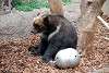 ueno_zoo_2726_mini.jpg