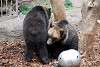 ueno_zoo_2727_mini.jpg