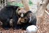 ueno_zoo_2728_mini.jpg