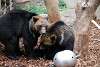 ueno_zoo_2729_mini.jpg