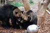 ueno_zoo_2730_mini.jpg