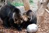 ueno_zoo_2731_mini.jpg