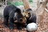 ueno_zoo_2732_mini.jpg