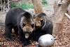 ueno_zoo_2733_mini.jpg