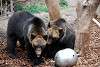 ueno_zoo_2734_mini.jpg
