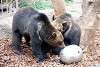 ueno_zoo_2735_mini.jpg
