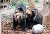 ueno_zoo_2736_mini.jpg