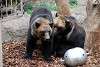 ueno_zoo_2737_mini.jpg