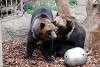 ueno_zoo_2738_mini.jpg