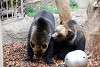 ueno_zoo_2740_mini.jpg