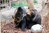ueno_zoo_2741_mini.jpg