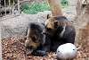 ueno_zoo_2742_mini.jpg