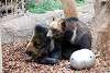 ueno_zoo_2743_mini.jpg