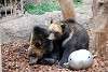 ueno_zoo_2744_mini.jpg