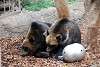 ueno_zoo_2745_mini.jpg